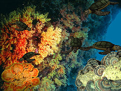 الشعاب المرجانية.jpg