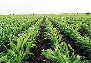 الزراعة.jpg
